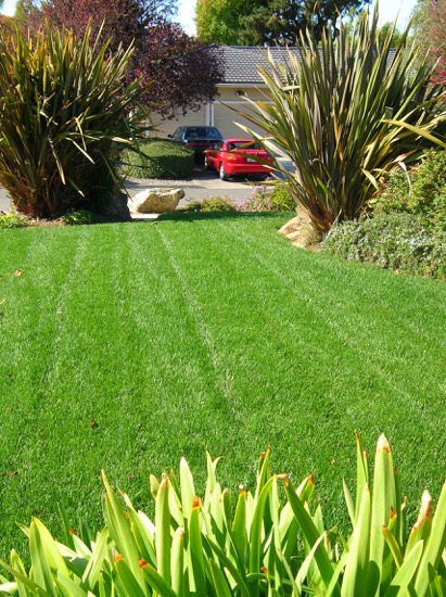 Mrs Greenlawn "the greener than green lawn" | 140 Kennedy Ave, Campbell, CA 95008 | Phone: (408) 374-3344