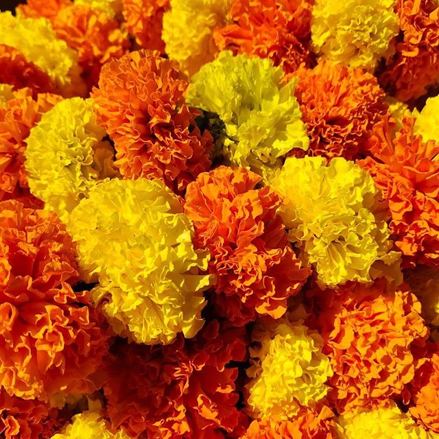 Swadesh Flowers | 3063 Silva Way, San Ramon, CA 94582 | Phone: (669) 900-1269