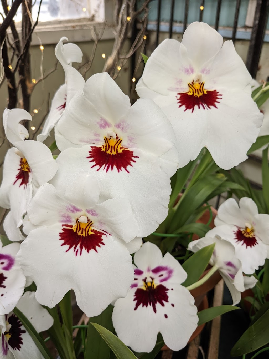 Shelldance Orchid Gardens | 2000 CA-1, Pacifica, CA 94044 | Phone: (650) 355-4845