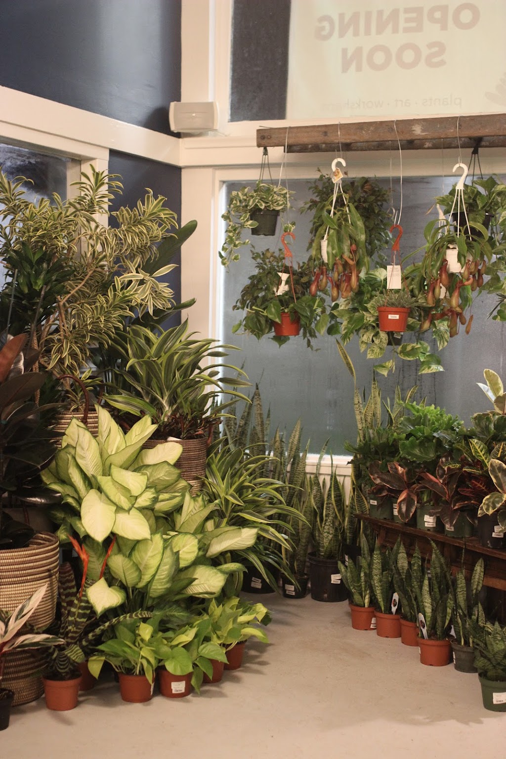 Living Room Plant Co. | 1614 Palmetto Ave, Pacifica, CA 94044 | Phone: (650) 898-8274