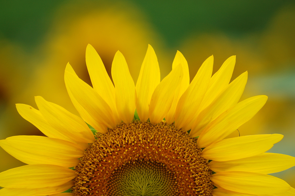 Sun Flower Massage | 1482 Laurel St, San Carlos, CA 94070 | Phone: (650) 508-8758