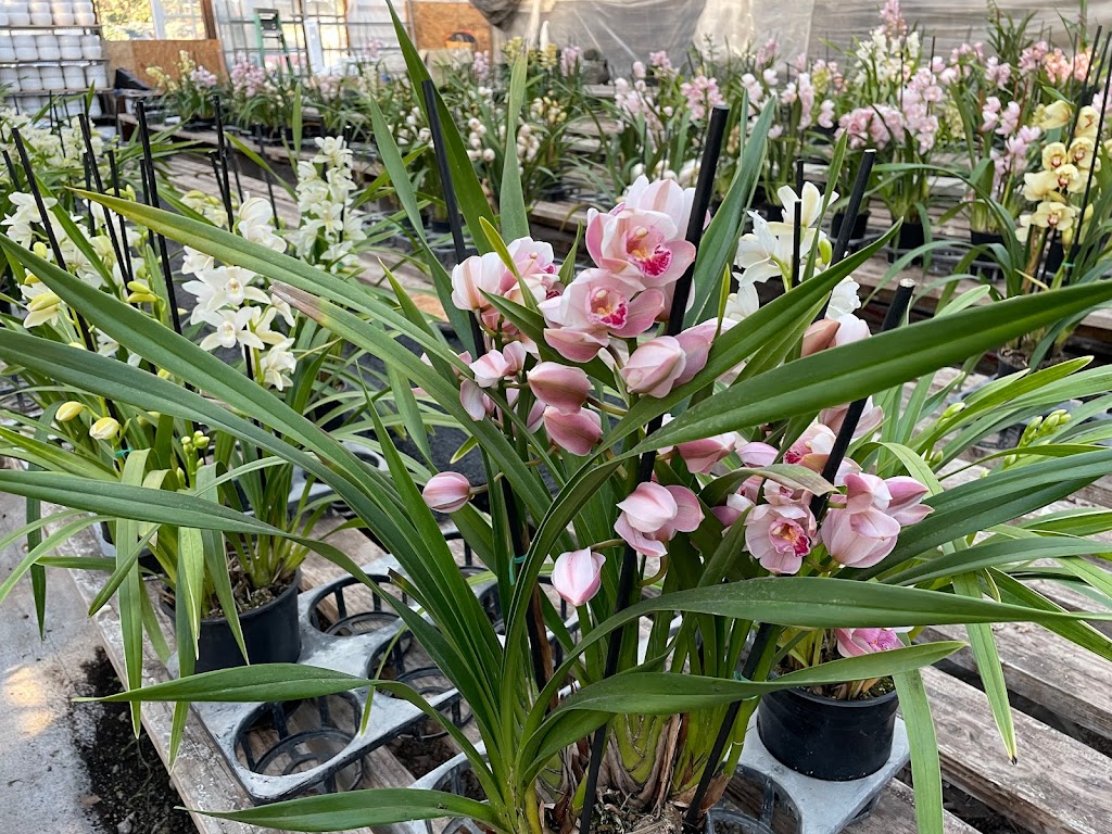 Bay Area Orchids | 12511 San Mateo Rd, Half Moon Bay, CA 94019 | Phone: (650) 922-4975