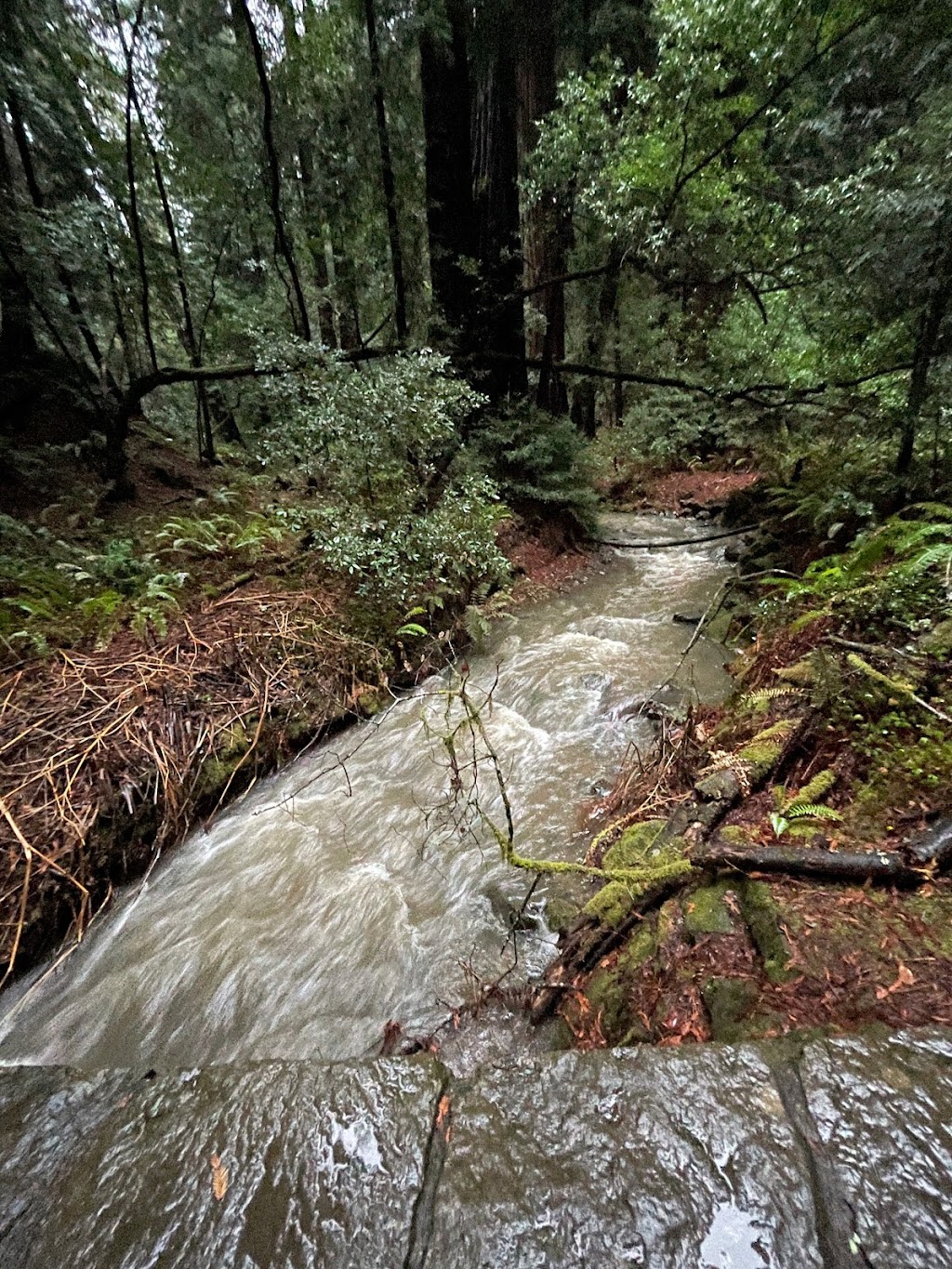 Muir Woods Visitor Center | 1 Muir Woods Rd, Mill Valley, CA 94941 | Phone: (415) 388-7368