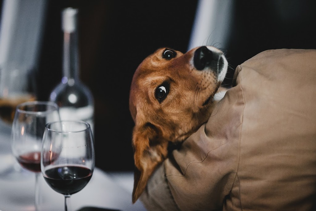 Dog Friendly Wine Tours | 608 Kilpatrick St, American Canyon, CA 94503 | Phone: (707) 260-4828