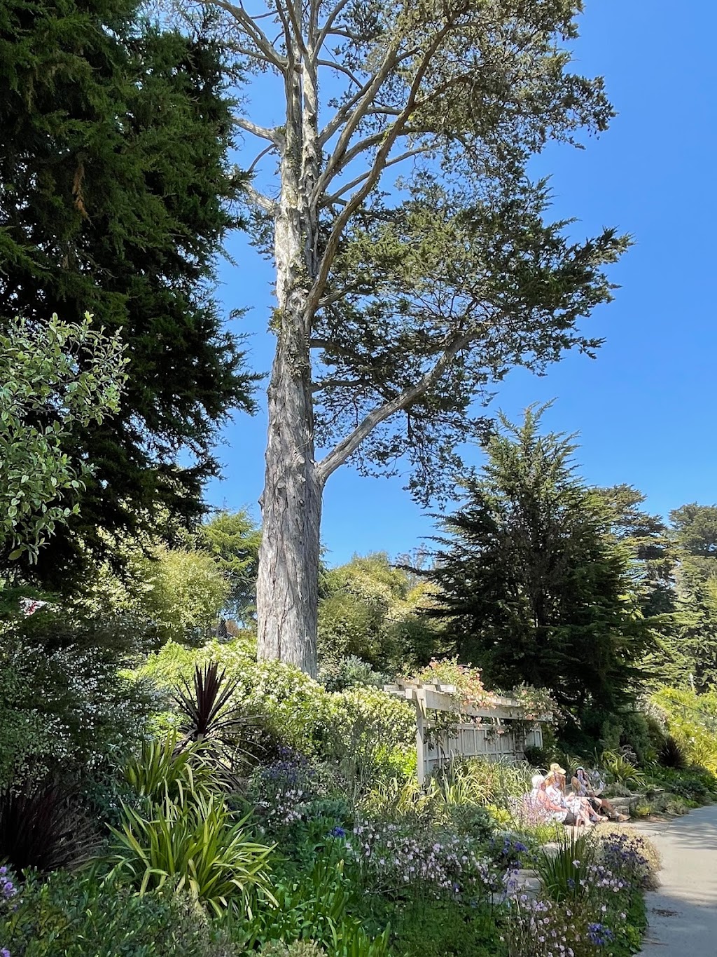 Zellerbach Garden of Perennials | Cloud Forest Path, San Francisco, CA 94122 | Phone: (415) 661-1316