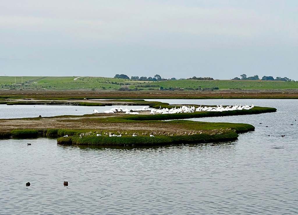 Palo Alto Baylands Nature Preserve Trailhead | 2375-2775 Embarcadero Rd, Palo Alto, CA 94303 | Phone: (650) 617-3156