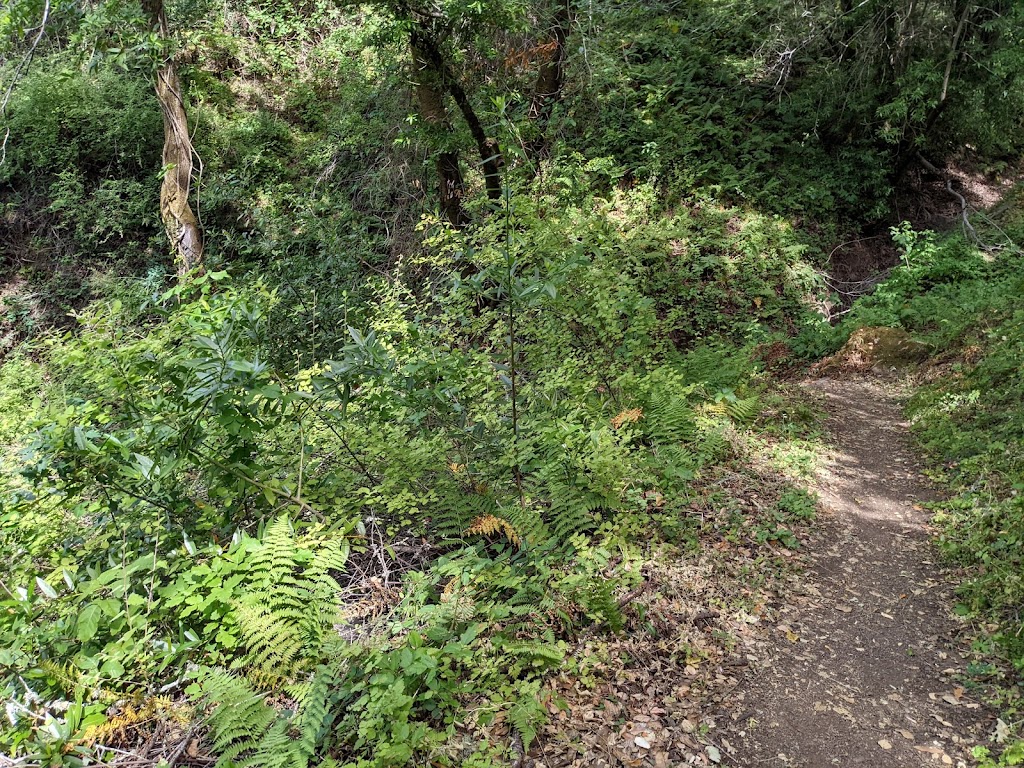 Fern Loop Trail | Fern Loop Trail, Portola Valley, CA 94028 | Phone: (650) 329-2423