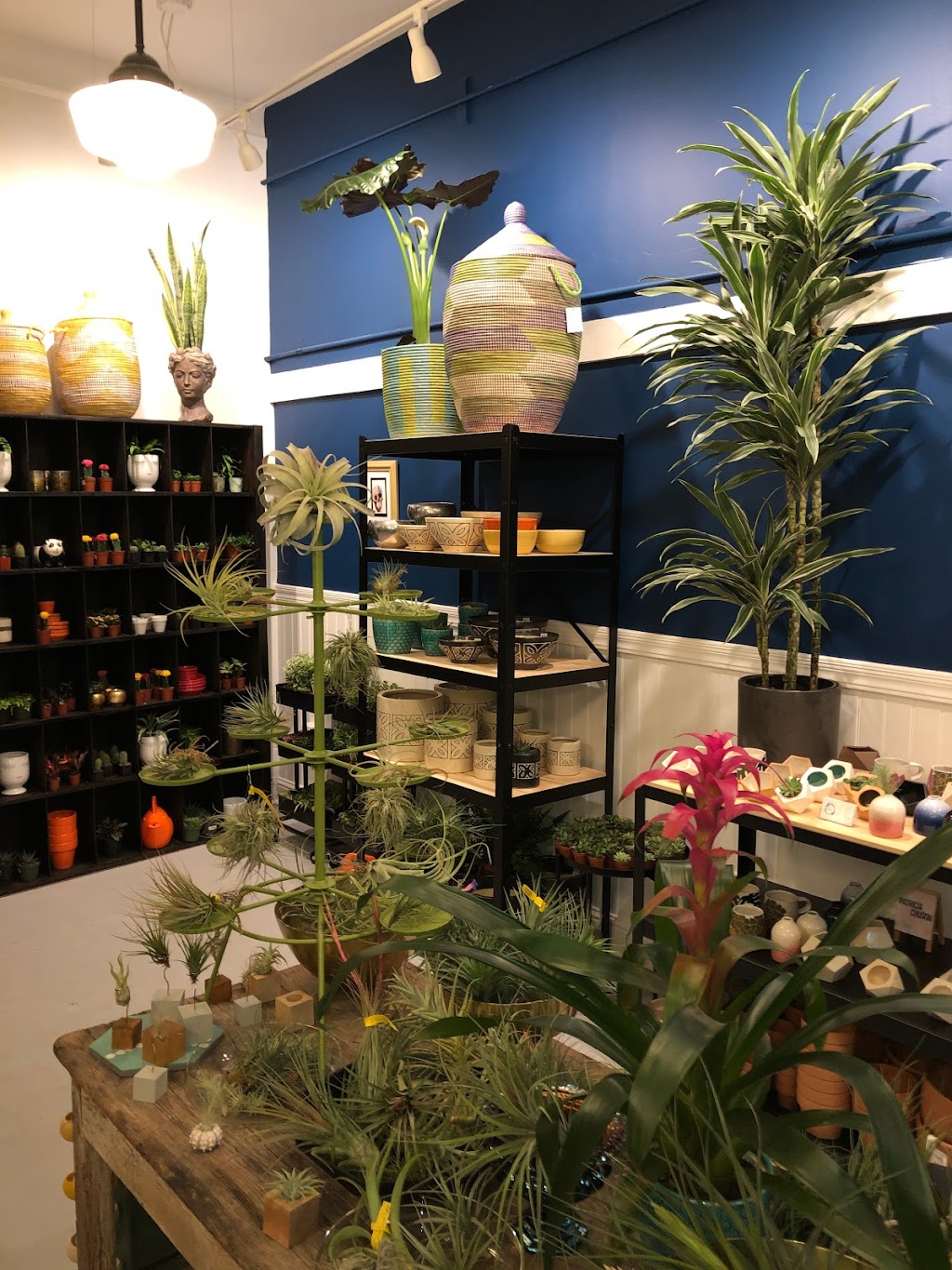 Living Room Plant Co. | 1614 Palmetto Ave, Pacifica, CA 94044 | Phone: (650) 898-8274