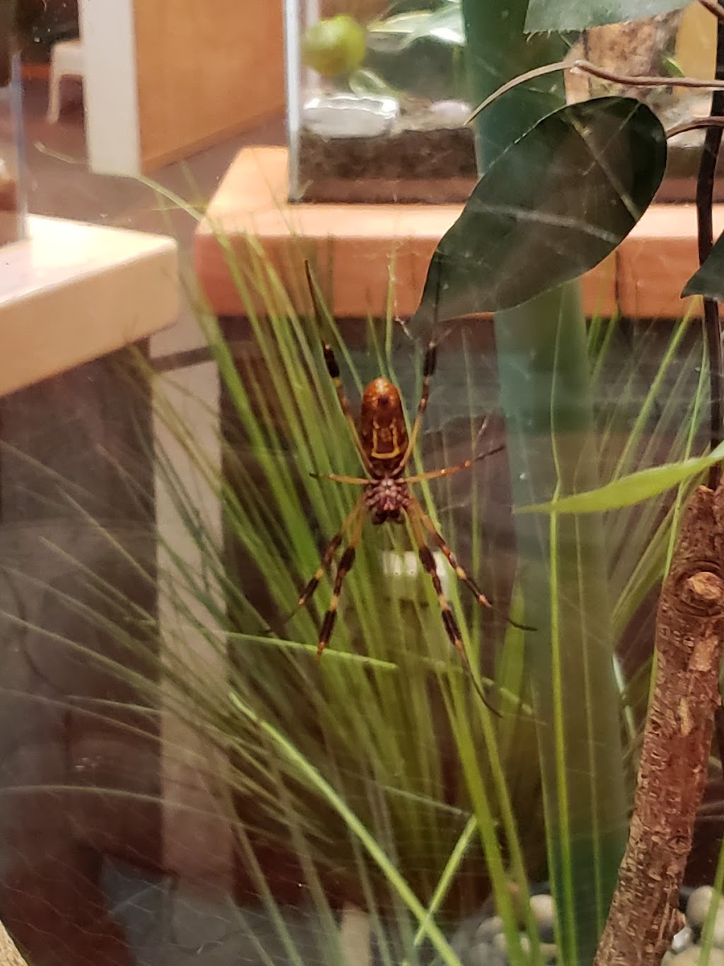 Insect Zoo | Sloat Blvd, San Francisco, CA 94132 | Phone: (415) 753-7080