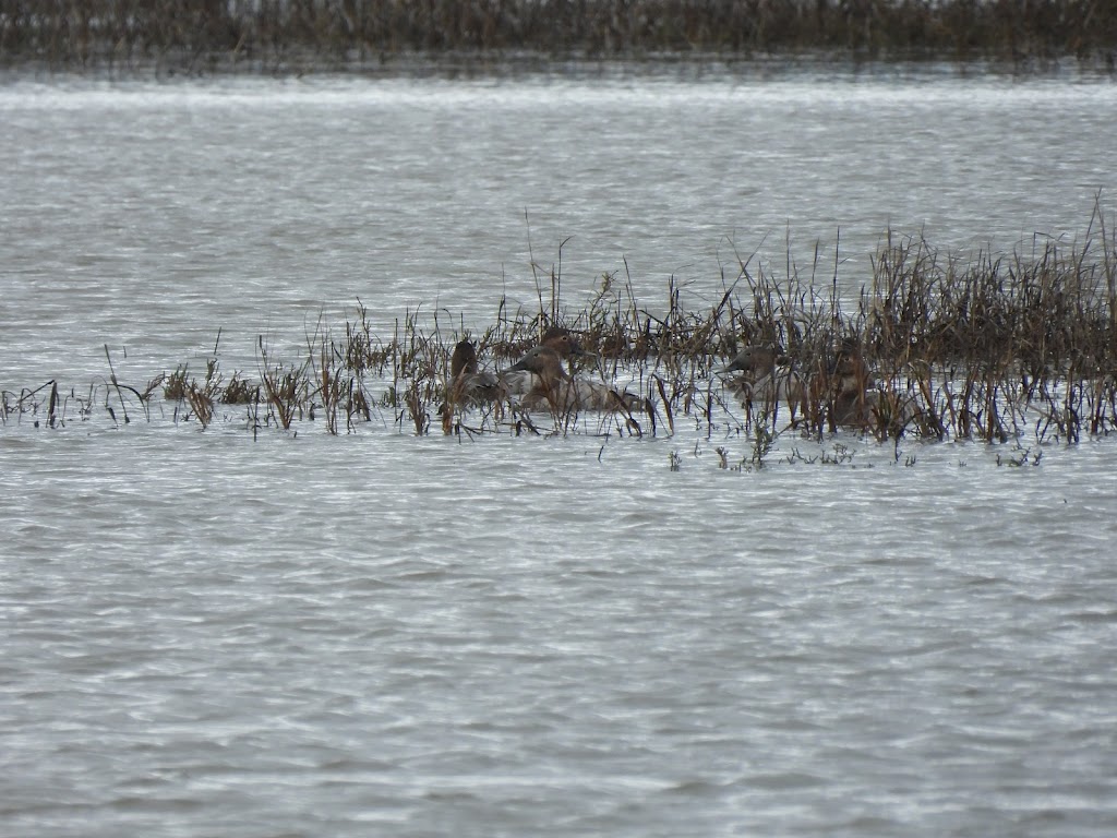 Lucy Evans Baylands Nature Interpretive Center | 2775 Embarcadero Rd, Palo Alto, CA 94303 | Phone: (650) 329-2506