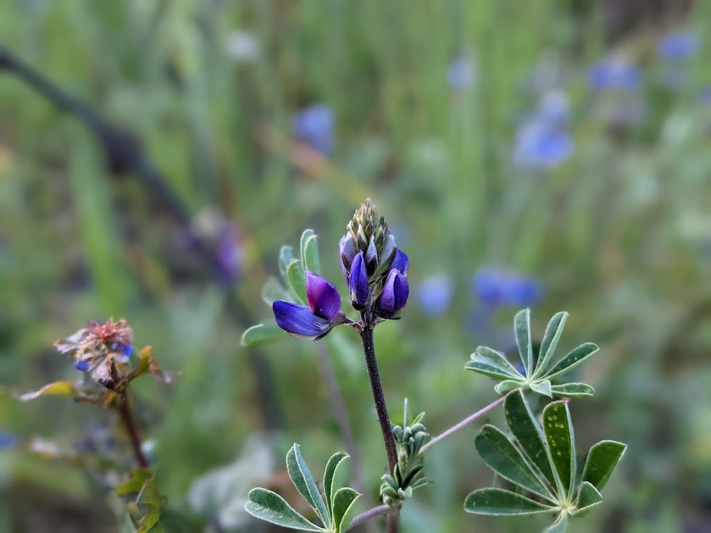 Arastradero Preserve Loop Vista Point | Arastradero Creek Trail, Palo Alto, CA 94304 | Phone: (650) 329-2423