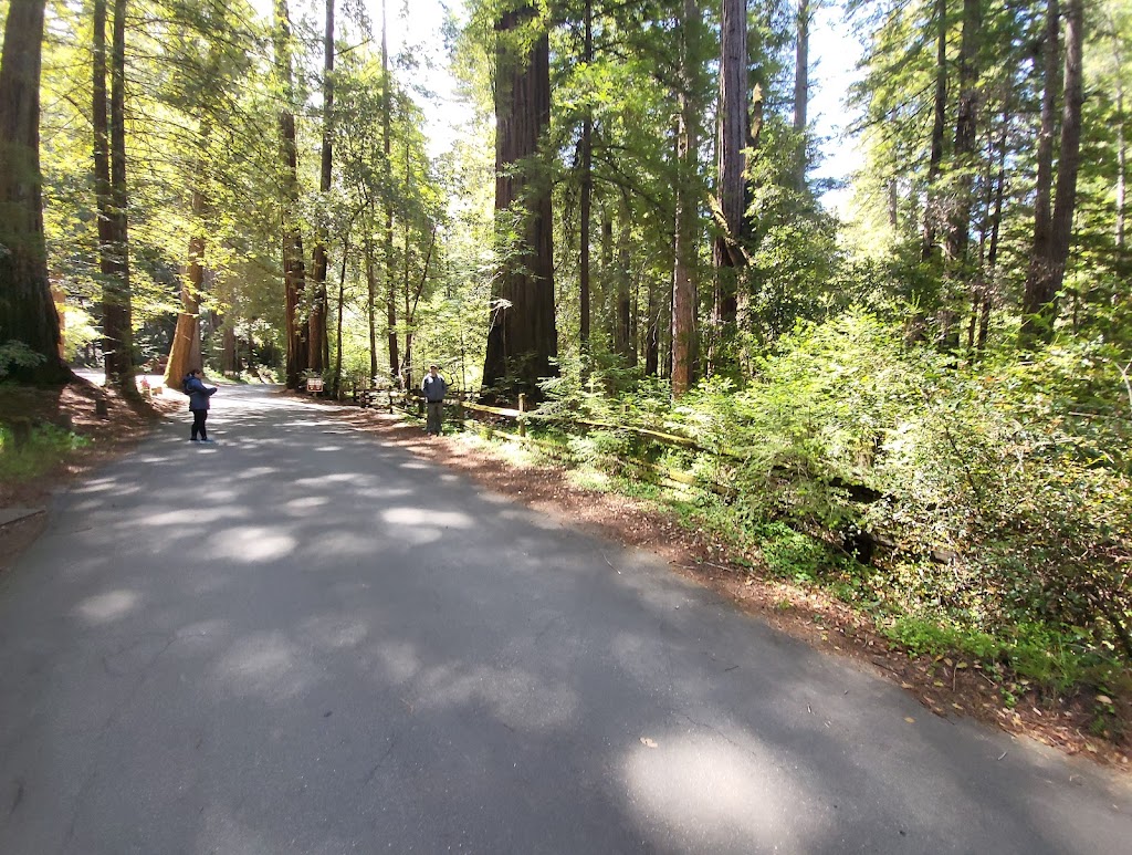 Portola Redwoods State Park | 9000 Portola State Park Rd, La Honda, CA 94020 | Phone: (650) 948-9098