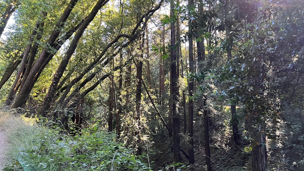Sequoia Bayview Trail Trailhead | 10800 Skyline Blvd, Oakland, CA 94611 | Phone: (510) 238-3739