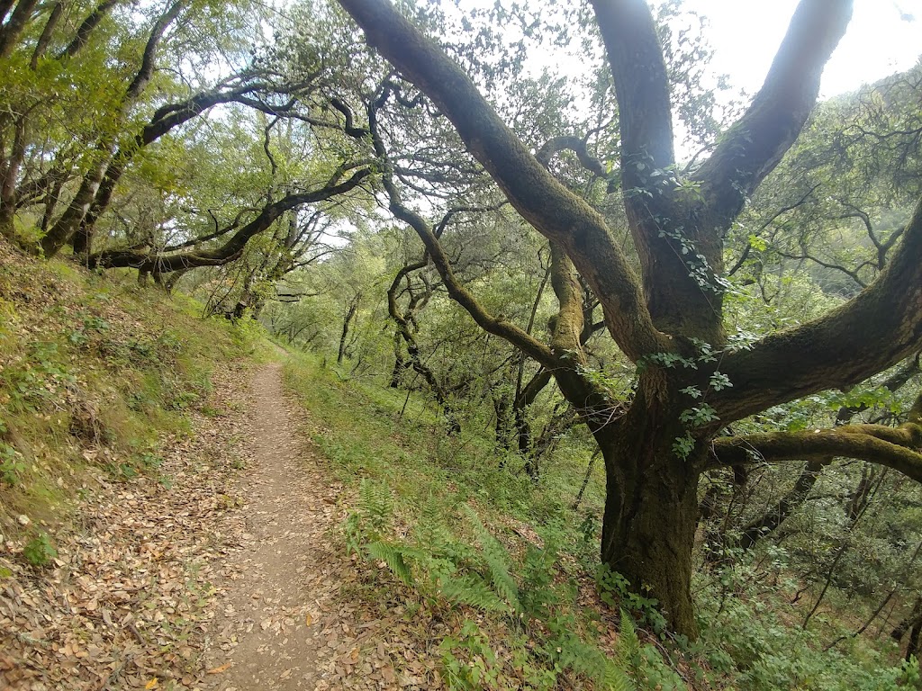 Cull Canyon Regional Recreation Area | 18627 Cull Canyon Rd, Castro Valley, CA 94552 | Phone: (888) 327-2757
