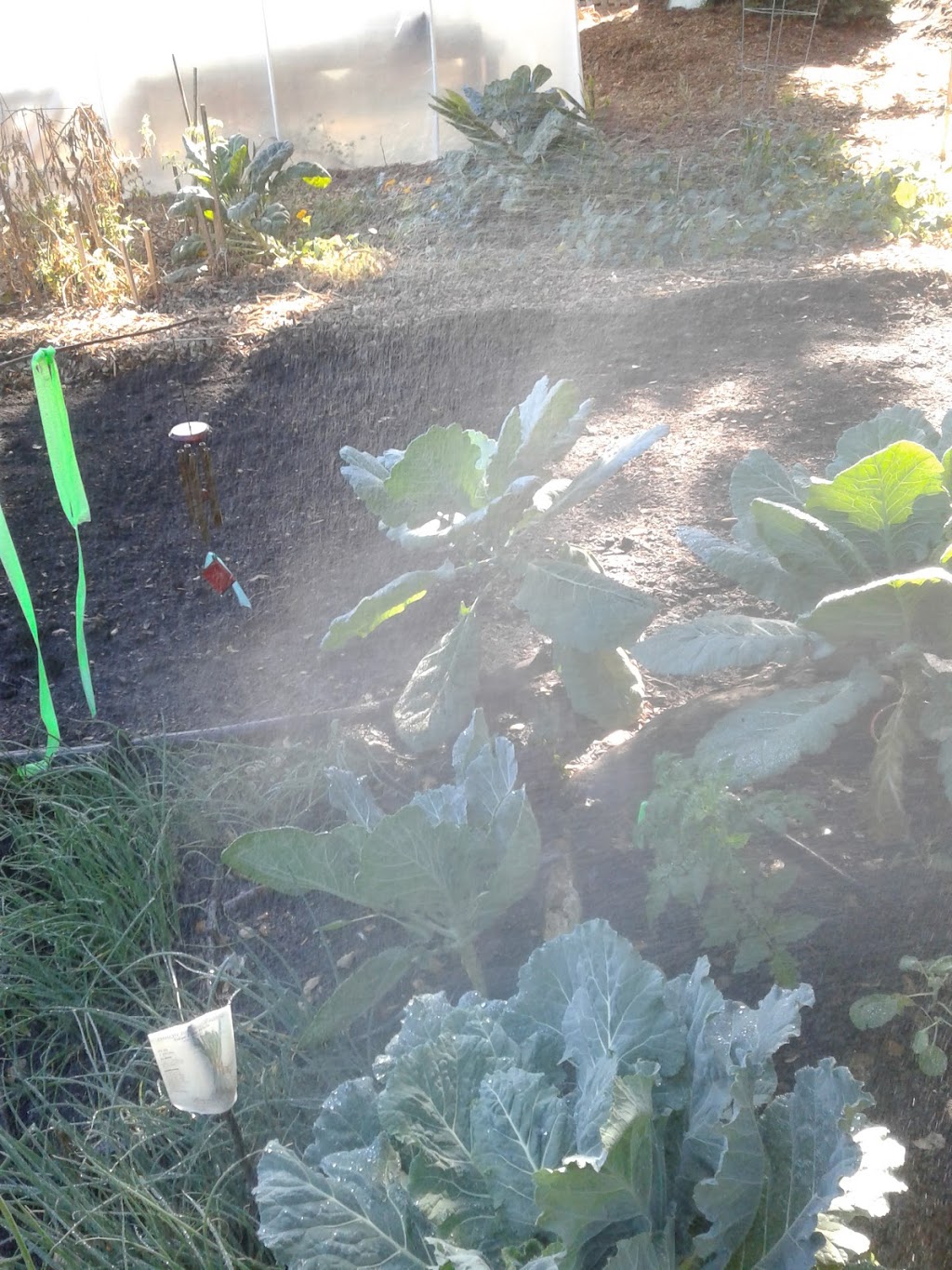 Collective Roots Community Garden | 1785 Woodland Ave, East Palo Alto, CA 94303 | Phone: (925) 771-2990