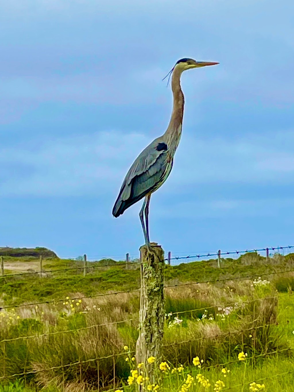 Palo Alto Baylands Nature Preserve Trailhead | 2375-2775 Embarcadero Rd, Palo Alto, CA 94303 | Phone: (650) 617-3156