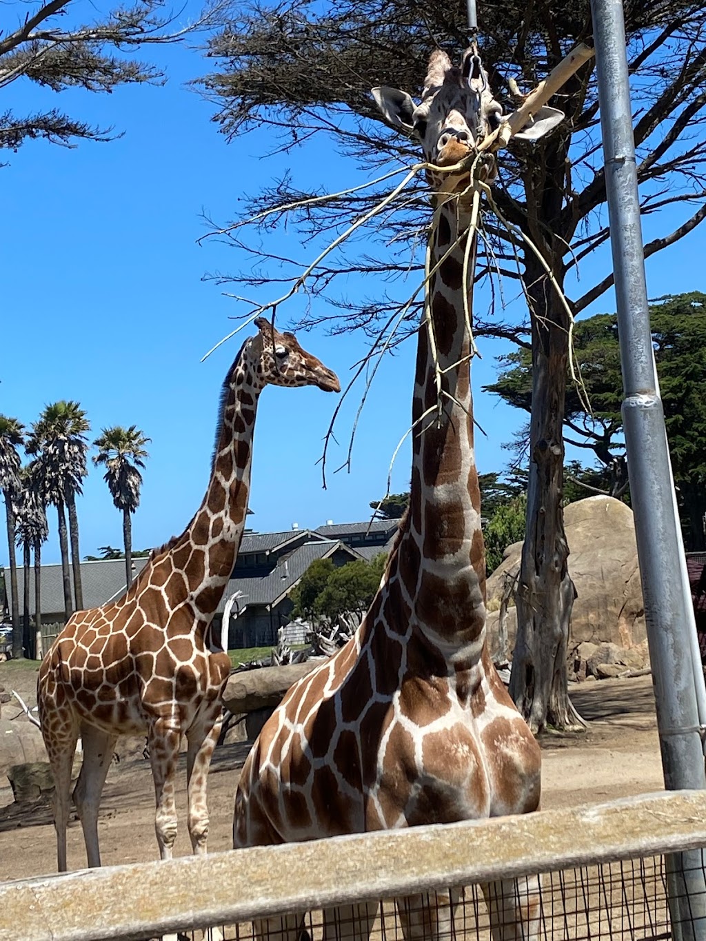 San Francisco Zoo | Sloat Blvd &, Upper Great Hwy, San Francisco, CA 94132 | Phone: (415) 753-7080