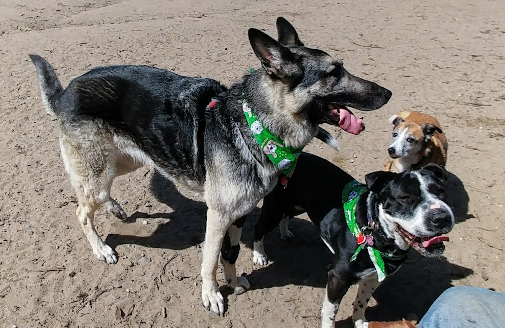 Golden Gate Park Dog Training Area | 6335 Fulton St, San Francisco, CA 94121 | Phone: (415) 831-2700