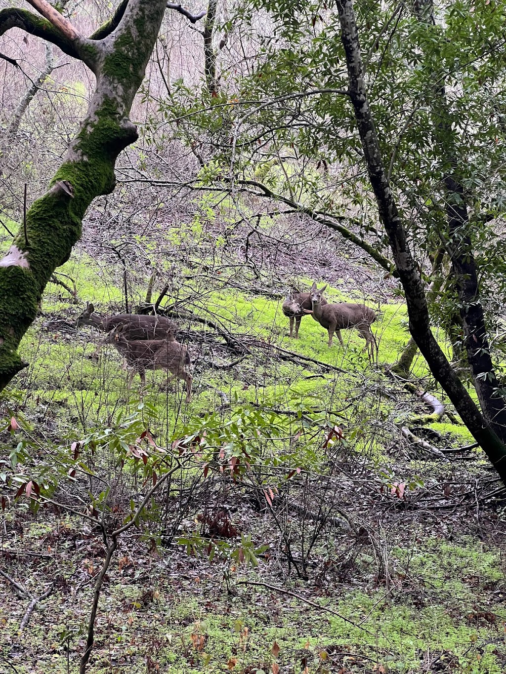 Windmill Pasture Trailhead | Rhus Ridge Trail, Los Altos Hills, CA 94022 | Phone: (650) 691-1200