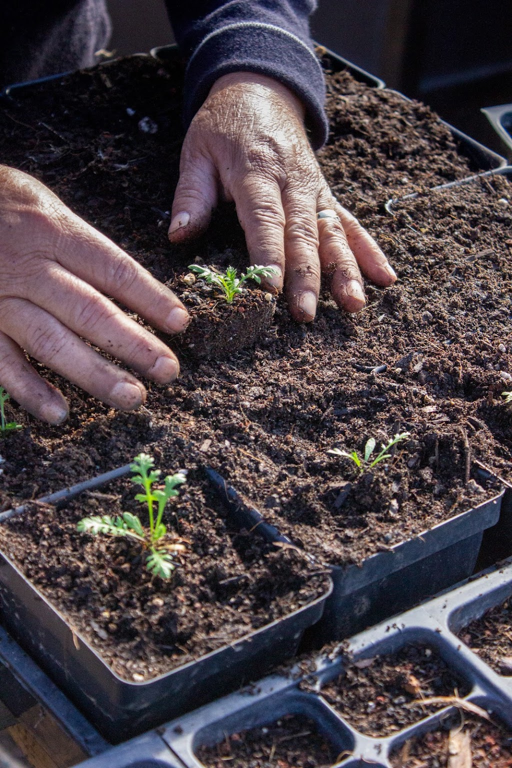 Urban Tilth | 323 Brookside Dr, Richmond, CA 94801 | Phone: (510) 232-0911