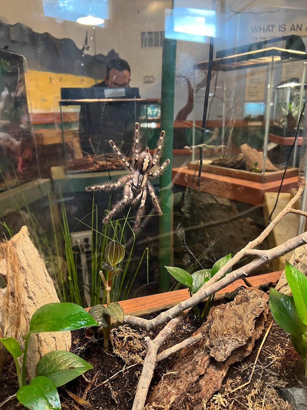 Insect Zoo | Sloat Blvd, San Francisco, CA 94132 | Phone: (415) 753-7080