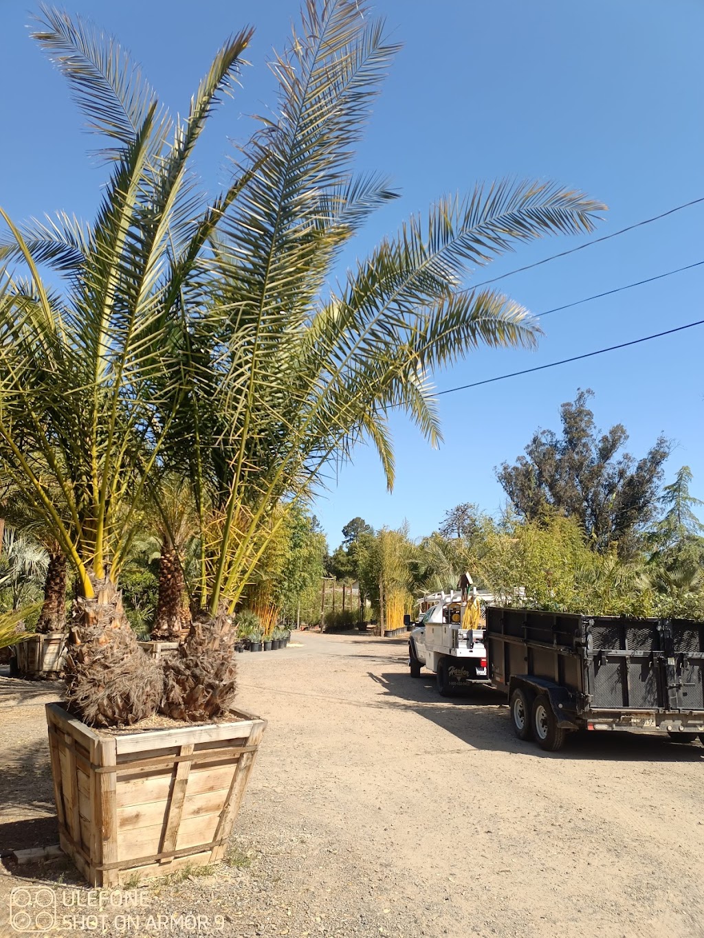 Jungle Bamboo and Palm Nursery | 503 W Railroad Ave, Cotati, CA 94931 | Phone: (707) 794-8292