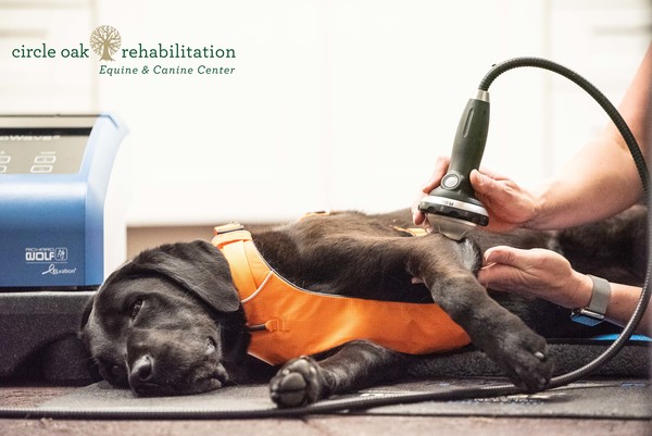 Circle Oak Rehabilitation | 911 Mustang Ct, Petaluma, CA 94954 | Phone: (707) 721-4402