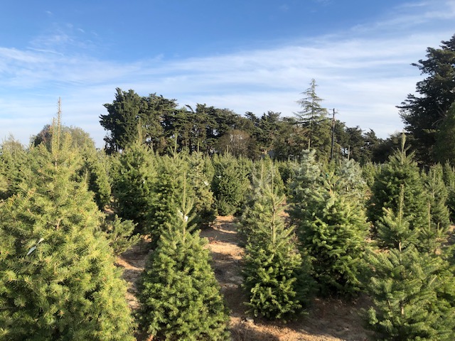 Garlock Christmas Trees | 2275 Bloomfield Rd, Sebastopol, CA 95472 | Phone: (707) 823-4307