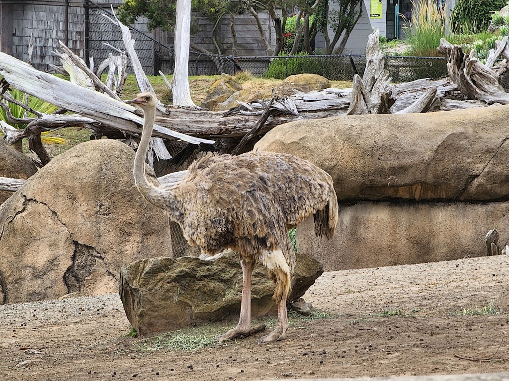 San Francisco Zoo | Sloat Blvd &, Upper Great Hwy, San Francisco, CA 94132 | Phone: (415) 753-7080