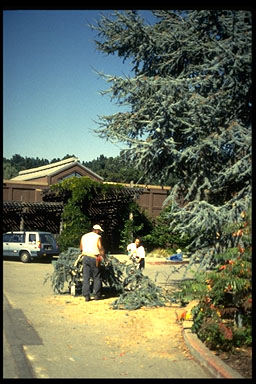 Merritt College Landscape Horticulture | 12500 Campus Dr, Oakland, CA 94619 | Phone: (510) 436-2418