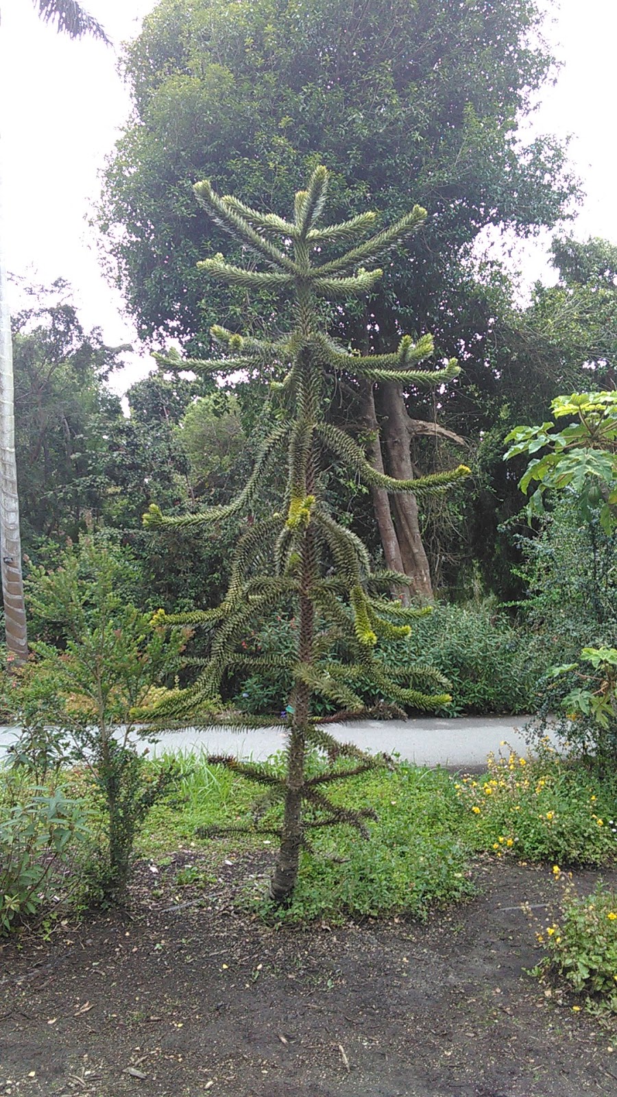 Andean Cloud Forest | San Francisco Botanical Garden, San Francisco, CA 94122 | Phone: (415) 661-1316