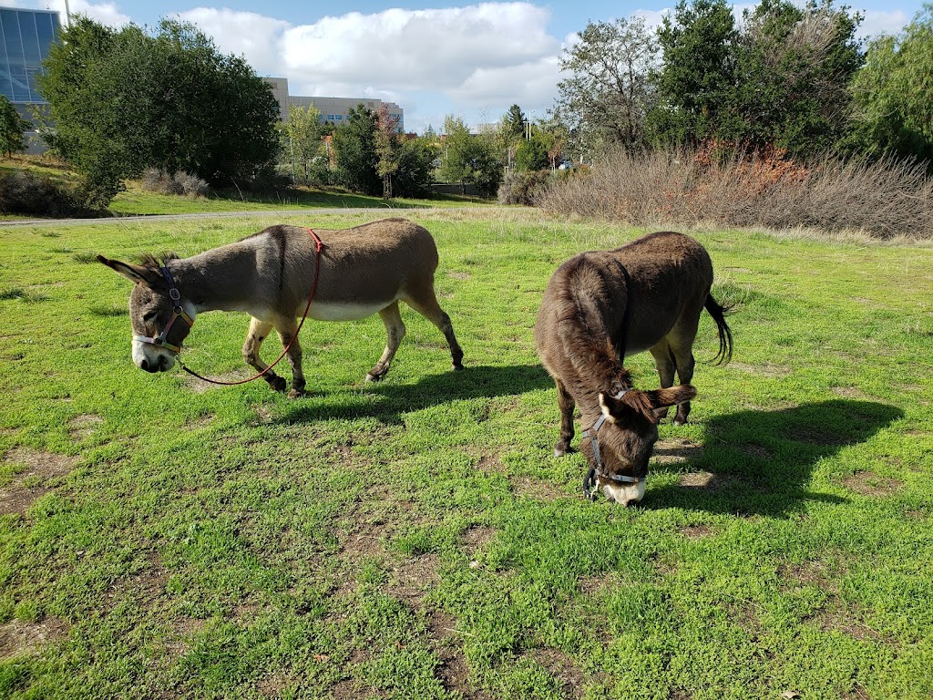 Barron Park Donkeys | 3590 Laguna Ave, Palo Alto, CA 94306 | Phone: (650) 464-9426