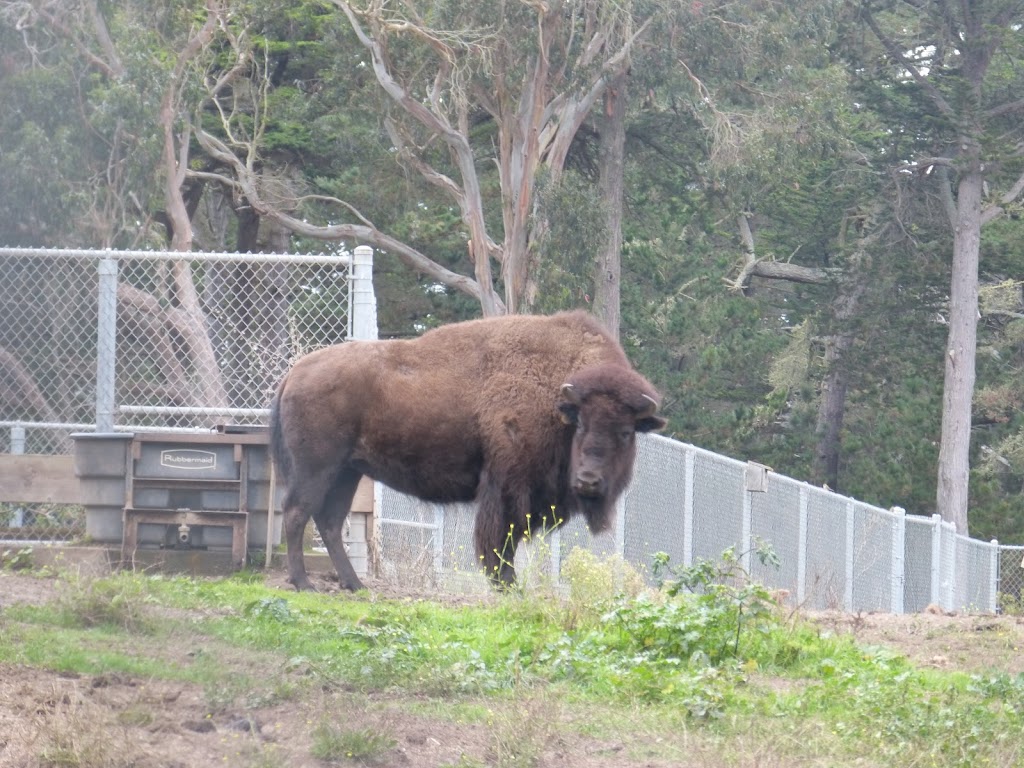 Bison Paddock | 1237 John F Kennedy Dr, San Francisco, CA 94121 | Phone: (415) 831-6818