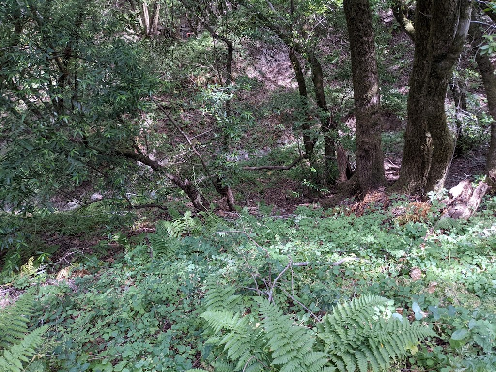 Fern Loop Trail | Fern Loop Trail, Portola Valley, CA 94028 | Phone: (650) 329-2423