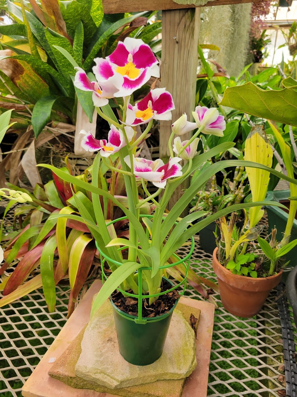 Shelldance Orchid Gardens | 2000 CA-1, Pacifica, CA 94044 | Phone: (650) 355-4845