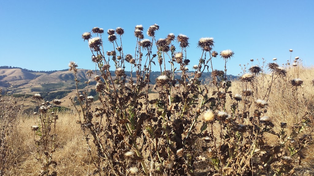 La Honda Creek Open Space Preserve | Redwood City, CA 94062 | Phone: (650) 691-1200