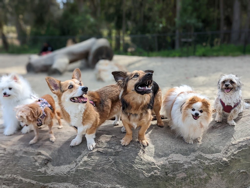 Golden Gate Park Dog Training Area | 6335 Fulton St, San Francisco, CA 94121 | Phone: (415) 831-2700