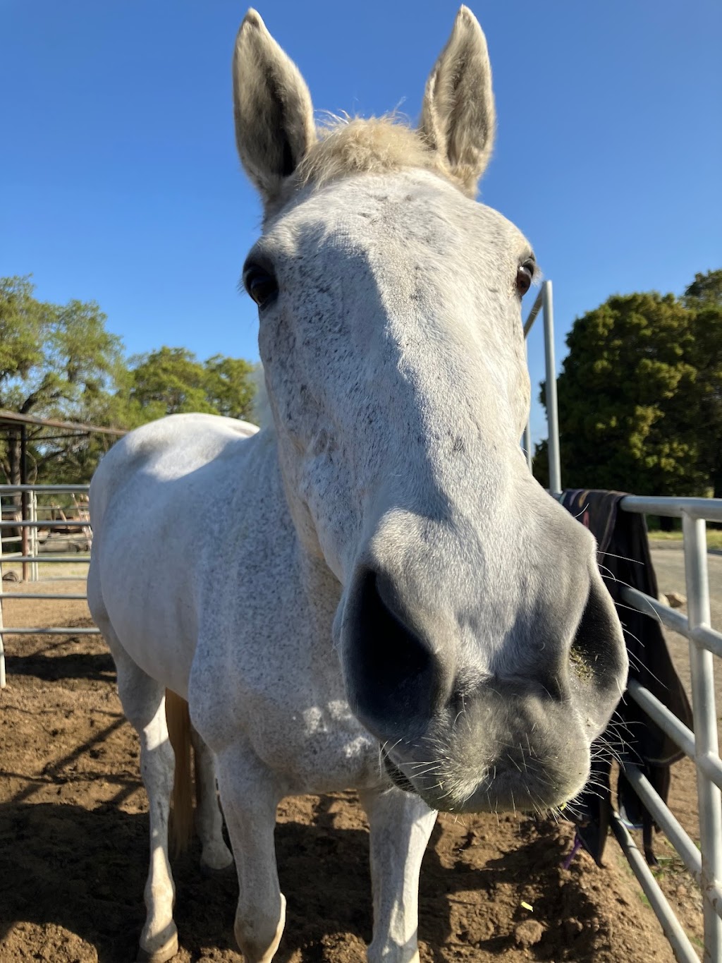 Isola Riding Academy | 3639 Alpine Rd, Portola Valley, CA 94028 | Phone: (650) 332-4886