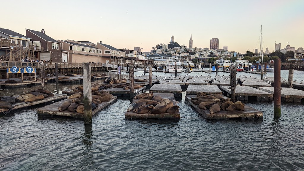 Adventure Cat Sailing Charters | Pier 39 Dock J, San Francisco, CA 94133 | Phone: (800) 498-4228