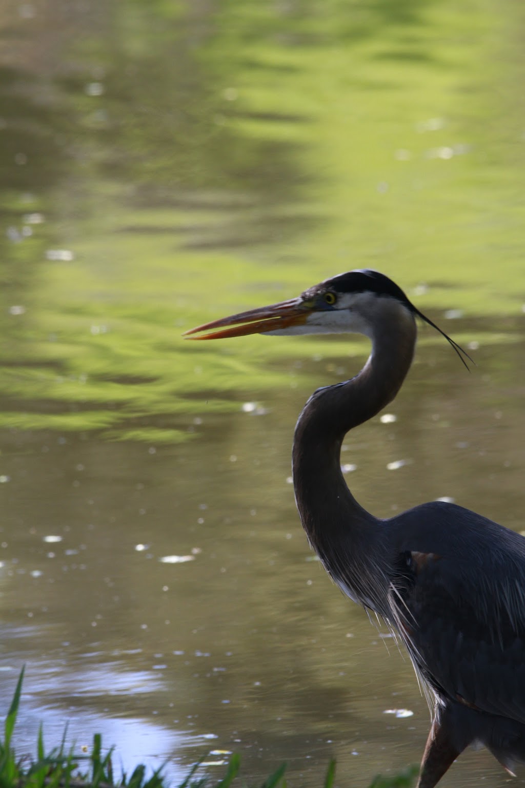 Ed R. Levin County Park - Ranger Office | Milpitas, CA 95035 | Phone: (408) 262-6980