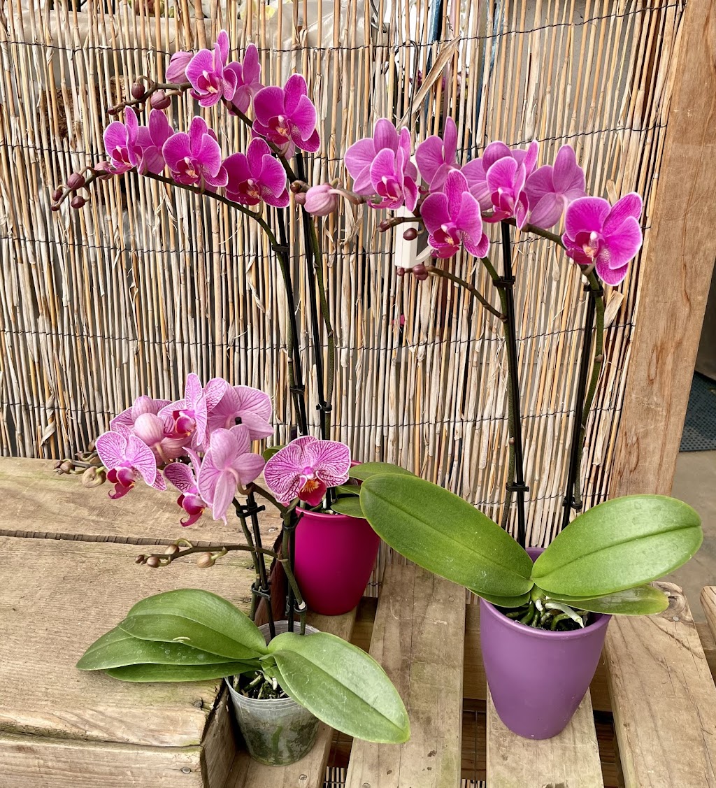 Brookside Orchids | 2718 Alpine Rd, Portola Valley, CA 94028 | Phone: (650) 854-4156