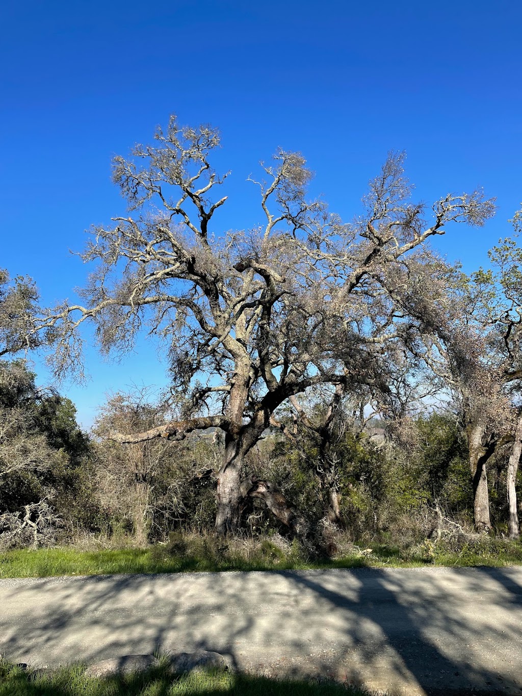 Windy Hill Open Space Preserve | Portola Valley, CA 94028 | Phone: (650) 691-1200