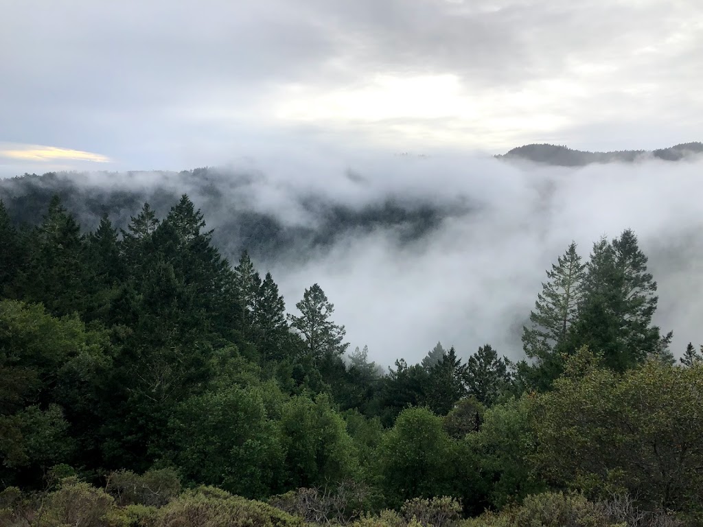 Muir Woods Panoramic trail | 696 Panoramic Hwy, Mill Valley, CA 94941 | Phone: (415) 561-2850