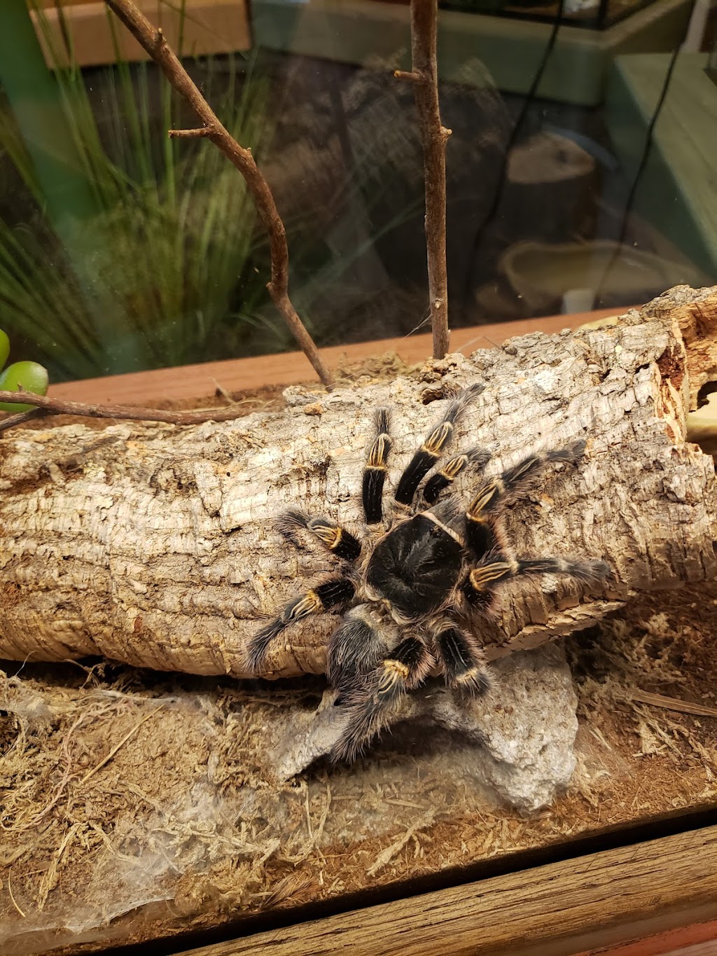 Insect Zoo | Sloat Blvd, San Francisco, CA 94132 | Phone: (415) 753-7080