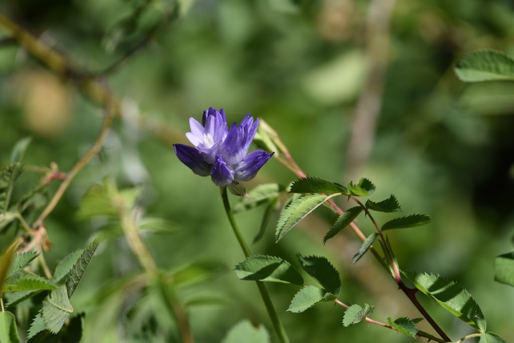 Jasper Ridge Biological Preserve | 4001 Sand Hill Rd, Woodside, CA 94062 | Phone: (650) 851-6813