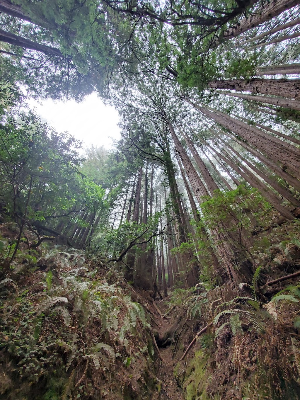Sequoia Bayview Trail Trailhead | 10800 Skyline Blvd, Oakland, CA 94611 | Phone: (510) 238-3739