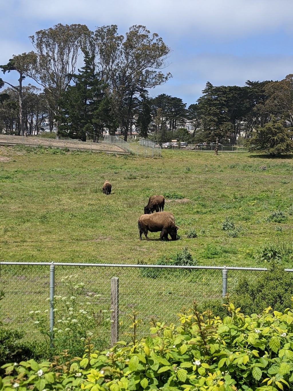 Bison Paddock | 1237 John F Kennedy Dr, San Francisco, CA 94121 | Phone: (415) 831-6818