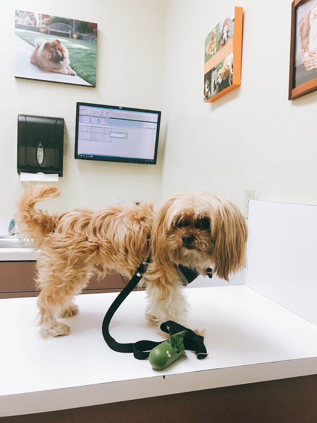 Kirkwood Animal Hospital | 1820 W Campbell Ave # A, Campbell, CA 95008 | Phone: (408) 374-5850