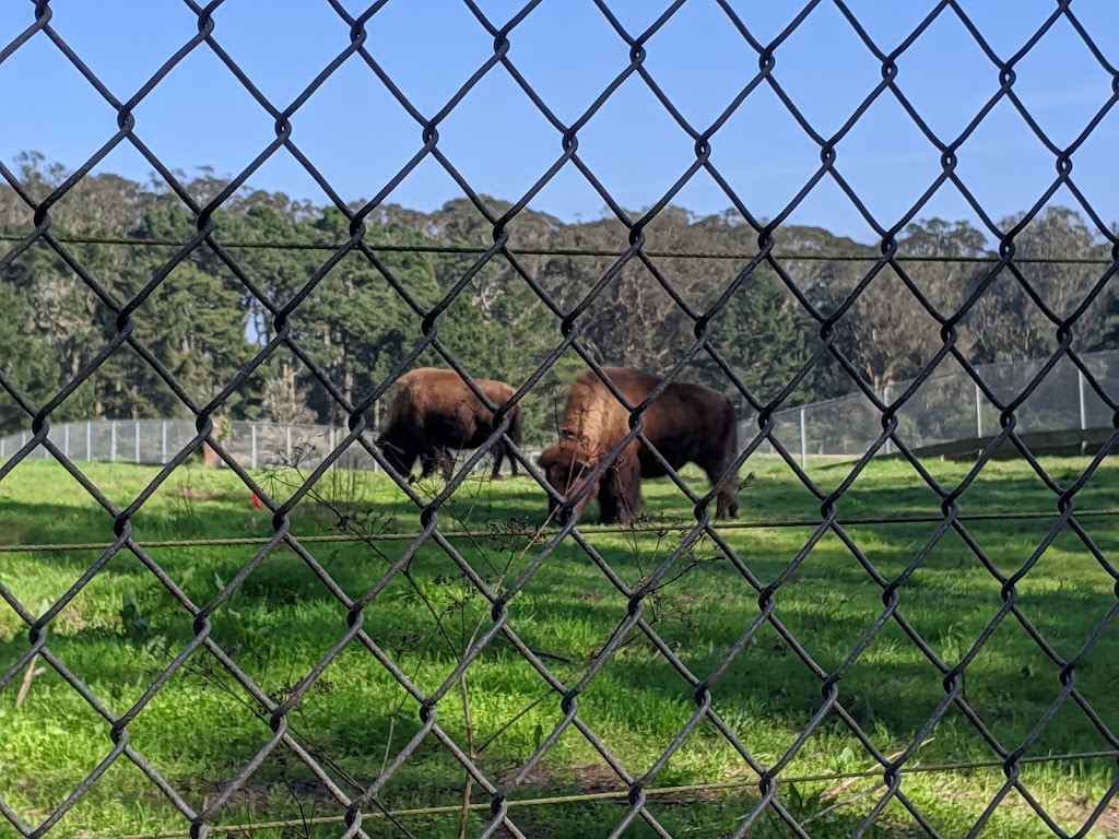 Bison Paddock | 1237 John F Kennedy Dr, San Francisco, CA 94121 | Phone: (415) 831-6818