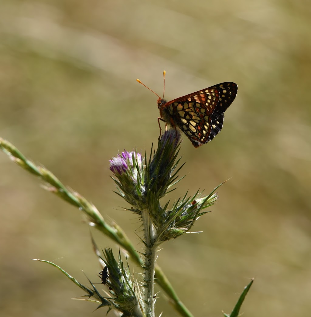 Jasper Ridge Biological Preserve | 4001 Sand Hill Rd, Woodside, CA 94062 | Phone: (650) 851-6813